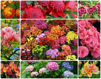На какие виды делятся цветы. Примеры конкретных цветов и квалификация их по  видам.