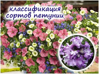 Основные виды и сорта кустовой петунии – всех расцветок, форм и размера!