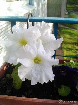 Petunia Aladdin Pink Annual Seeds