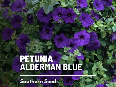 Petunia, Alderman Blue 100 Seeds Heirloom Flower Stunning Cascading Blue  Blooms petunia Nana Compacta - Etsy