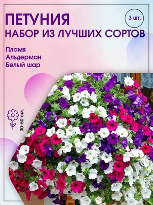 Petunia Alderman Violet (Petunia nana compacta) | Happy Green Shop