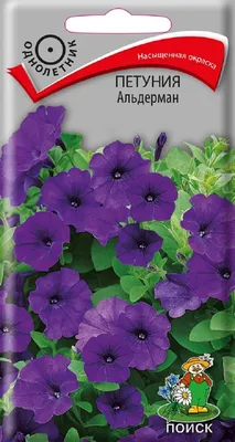 Petunia Alderman stock photo. Image of flower, grow - 229400236