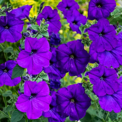 Petunia Seeds - Mixed Colors