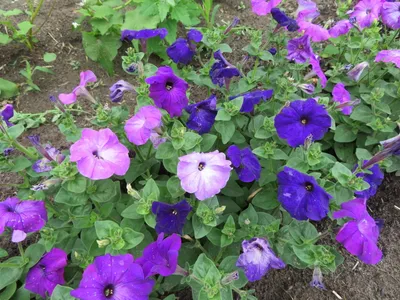 Alderman Violet petunia - SEEDS Le potager ornemental de Catherine