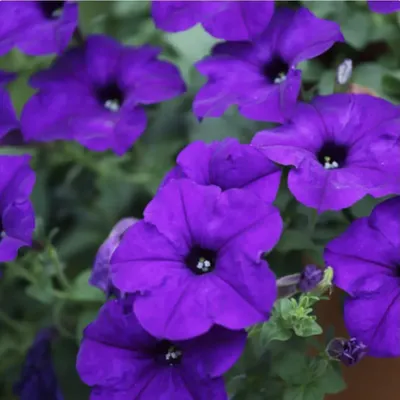 Petunia (Alderman- Violet) 200+Seeds :) (Nana Compacta) Instructions  Included x | eBay