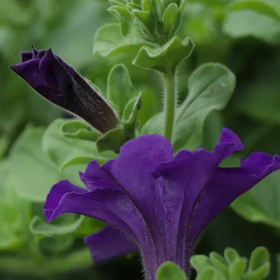 Petunia Seeds - Petunia Nana Compacta Flower Seed