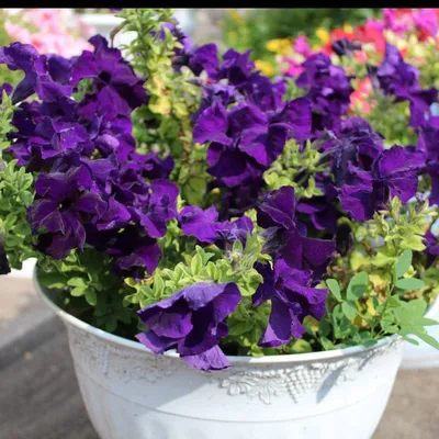 Petunia Seeds - Mixed Colors