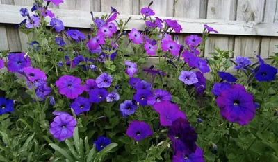 Petunia (Alderman- Violet) 200+Seeds :) (Nana Compacta) Instructions  Included x | eBay