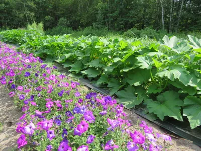 Alderman Violet petunia - SEEDS Le potager ornemental de Catherine