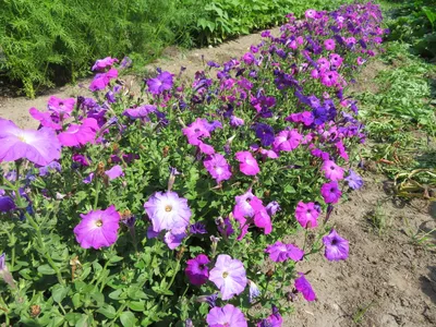 Alderman Violet petunia - SEEDS Le potager ornemental de Catherine