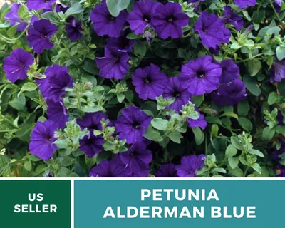 Buy Petunia - Alderman Violet seeds Online | Happy Valley Seeds