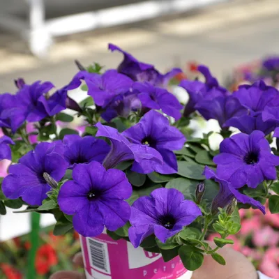 The Seed Collection Pty Ltd - Petunia- Alderman Ideal for borders, beds,  pots, and hanging baskets. Long flowering. Violet/pink/purple coloured  flowers. Can be mass planted and used as a ground cover. |