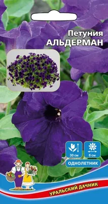 Alderman Violet petunia - SEEDS Le potager ornemental de Catherine