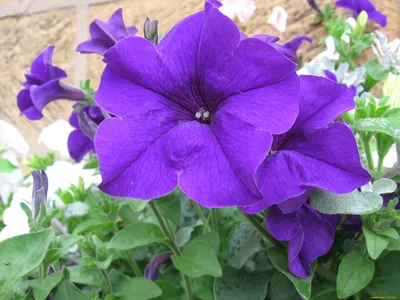 Petunia, Alderman Blue 100 Seeds Heirloom Flower Stunning Cascading Blue  Blooms petunia Nana Compacta - Etsy