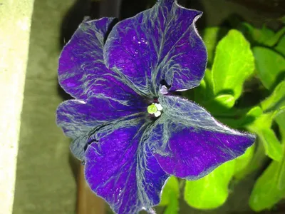 Petunia, Shanin Wild (Petunia violacea) - 250 Seeds - Southern Seed Exchange