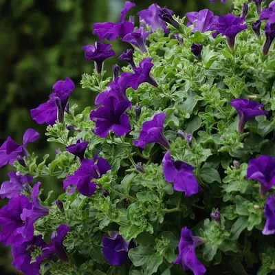 Petunia Seeds - Petunia Nana Compacta Flower Seed