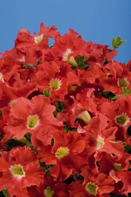 Petunia Aladdin Pink Annual Seeds