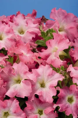 Petunia Aladdin Blue Annual Seeds