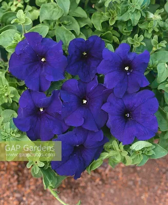 Pelleted Aladdin Peach Morn Petunia Seeds 25 thru 1,000 bulk seeds –  trailingpetunia.com