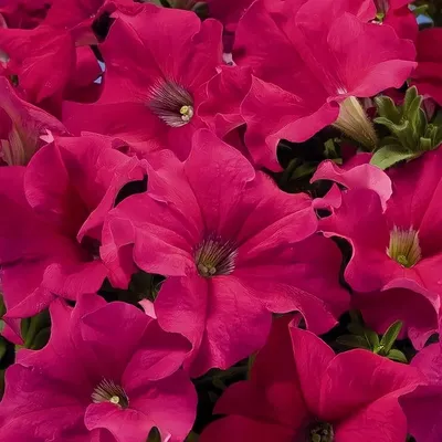 PETUNIA ALADDIN BLUE... stock photo by Nova Photo Graphik, Image: 0952299