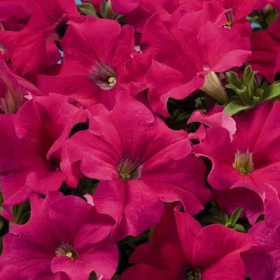 Petunia Hybrida | Petunias, Arabian nights, Aladdin arabian nights