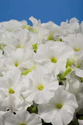 Petunia (Petunia grandiflora Aladdin Sky Blue), Solanaceae Stock Photo -  Alamy