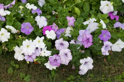 Петуния гибридная (Petunia atkinsiana) - PictureThis