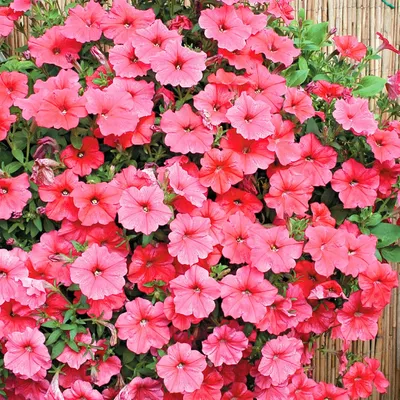 Петуния ампельная крупноцветковая Лавина F1 Лососевая Petunia pendula  grandiflora Lavina F1 Salmon - купить семена цветов с доставкой по Украине  в магазине Добродар