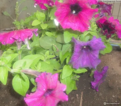 Цветы Петуния Розовый Пунш Крупноцветк ЦВ/П (ГАВРИШ) 0,05гр однолетник до  30см