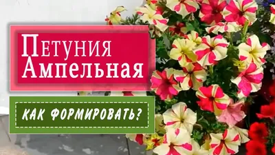 Рассада весна 2023 , цветочки, овощные культуры ,ягоды.Дача Сад,Огород Дом  | Facebook