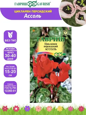 Семена Цикламен Ассоль персидский 3 шт. Гавриш 66135108 купить за 249 ₽ в  интернет-магазине Wildberries