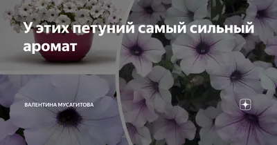 Петуния Бакопа – купить на OZON по низкой цене