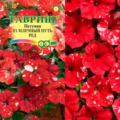 Бакопа \"Ассоль\", семена, цветы купить по цене 199 ₽ в интернет-магазине  KazanExpress