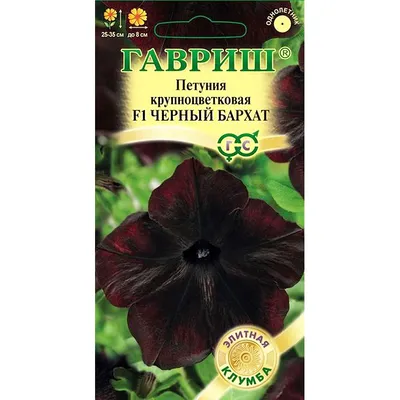 Цинния Мишутка Пурпурная (Каприс)