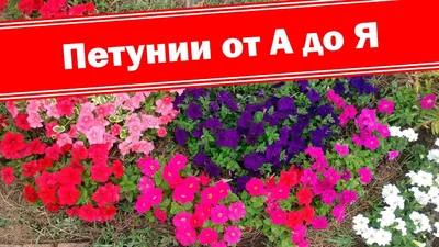 ✓ Семена Салат кочанный Ассоль, 0,5г, Гавриш, Семена от автора по цене 36  руб. ◈ Большой выбор ◈ Купить по всей России ✓ Интернет-магазин Гавриш ☎  8-495-902-77-18