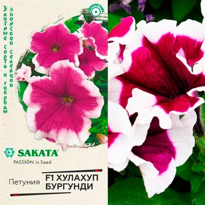Buy Petunia Picoti Mix F1 Flower Seeds 1401 Online in India - Etsy