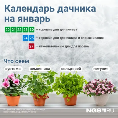 Ярмарка посадочного материала \"Разноцветье\" - Питомник и магазин садовых и  декоративных растений