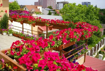 Настенное кашпо ФлораПласт Ассоль терракотовое, 20х16.5 см, 3.5 л 000906 -  выгодная цена, отзывы, характеристики, фото - купить в Москве и РФ