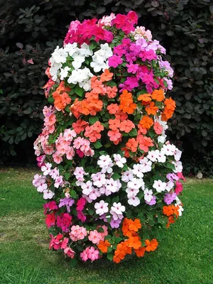 10 сортов и гибридов петунии, которые подарят вашему саду яркие краски | В  цветнике (Огород.ru)