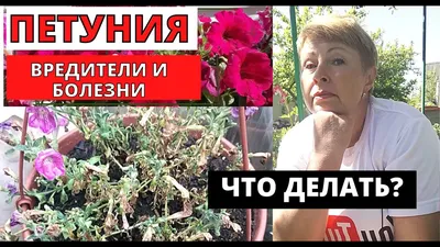 Болезни и вредители перца: как бороться и защитить растение - Agro-Market