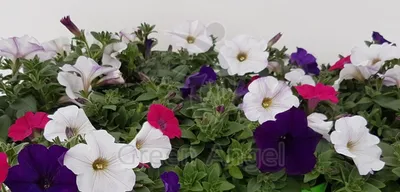 Чем заменить петунию: 5 цветов, которые проще в уходе | В цветнике  (Огород.ru)