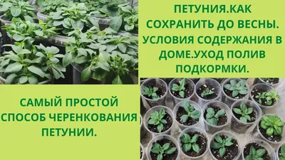 Скидка 50% на петунии