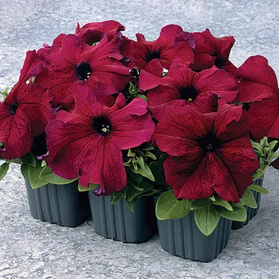 Headliner™ Starry Sky Burgundy Petunia Plants for Sale