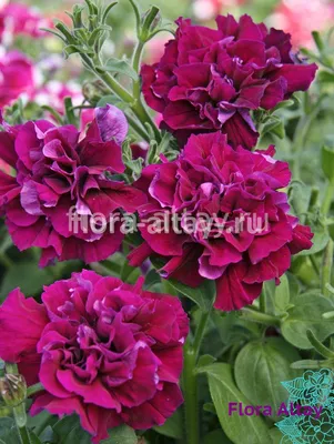 Petunia hybrida Easy Wave Burgundy Velour | Lucas Greenhouses