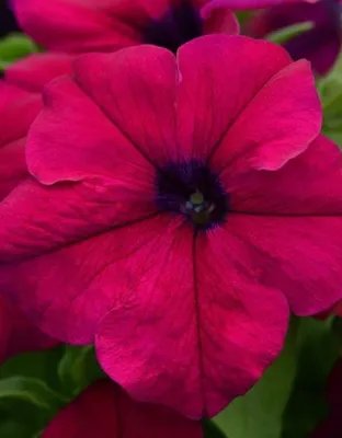 Supercascade Burgundy Petunia Seeds – NE SEED