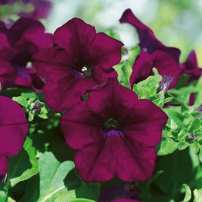 S6020 Петуния кустовая Grandiflora TriTunia Burgundy 10шт. - купить в  Москве в интернет-магазине