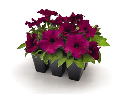 Petunia 360 burgundy seeds buy at www.seedsnpots.com