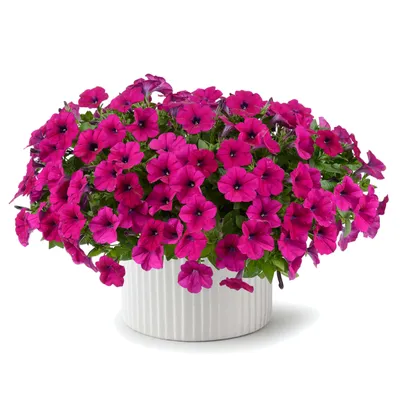 Petunia Surfinia Burgundy