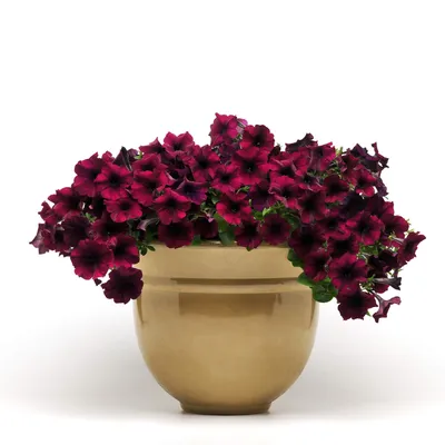 Petunia Success!® TR Burgundy - Beekenkamp Plants