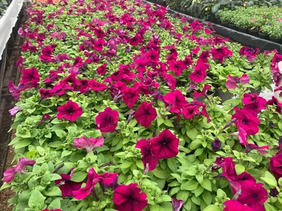 Trailing Petunia | Petunia Seeds | Petunia Duvet Burgundy